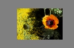 wp Poppy and yellow lichen wall flora flower
